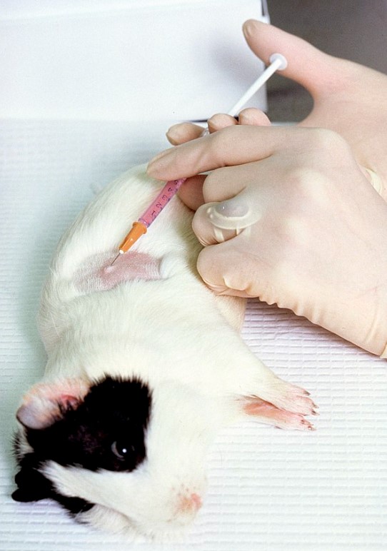 DOGE Cut the Transgender Mice Experiments — So NIH Just Funded Them Again